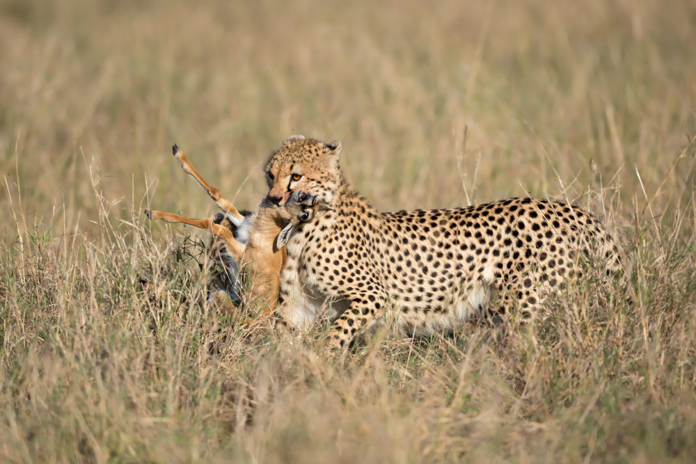 Hunting von Marco Pozzi