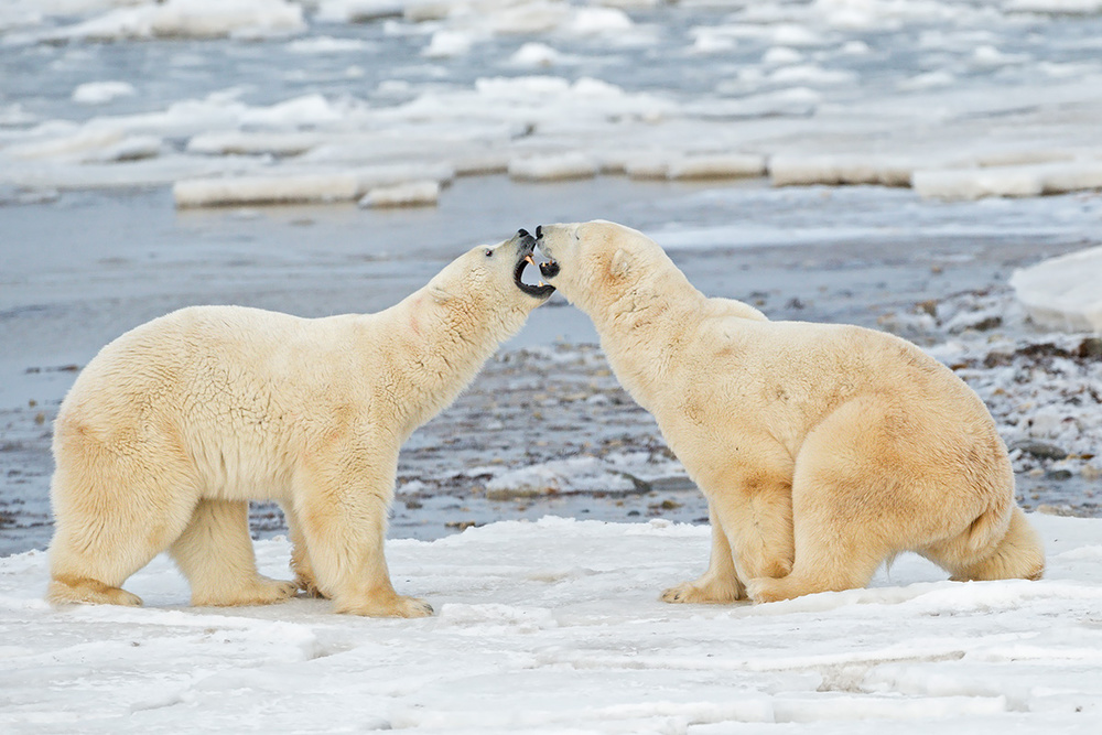 young bears playing von Marco Pozzi