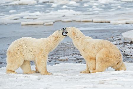 young bears playing