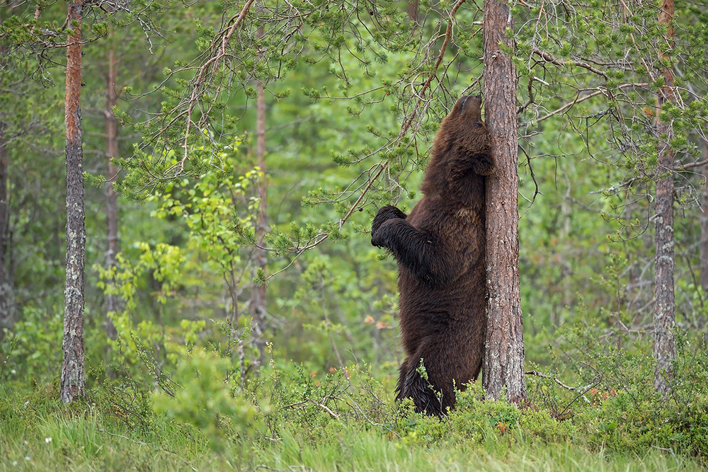 Scratching von Marco Pozzi