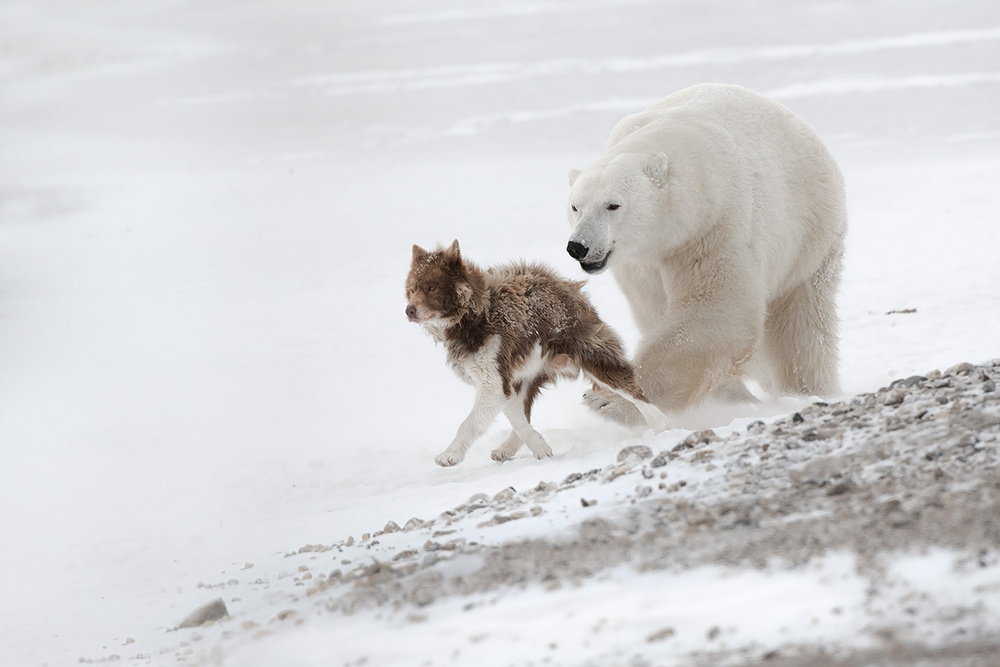 Run baby run! von Marco Pozzi