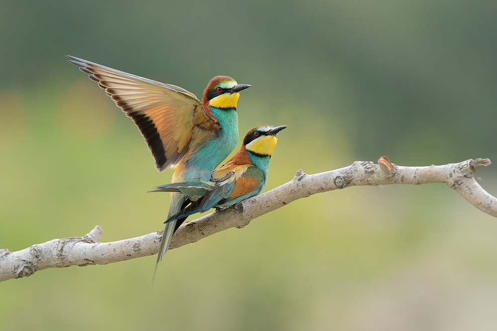 Love is in the air von Marco Pozzi