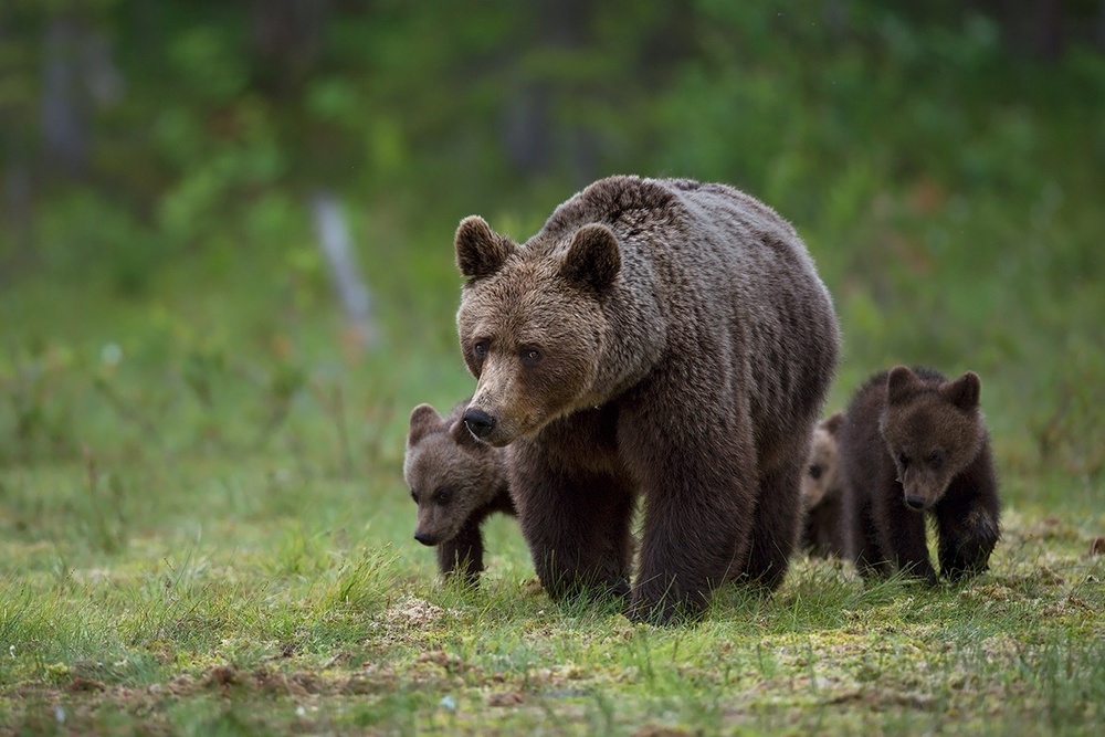 Mother &amp; cubs von Marco Pozzi