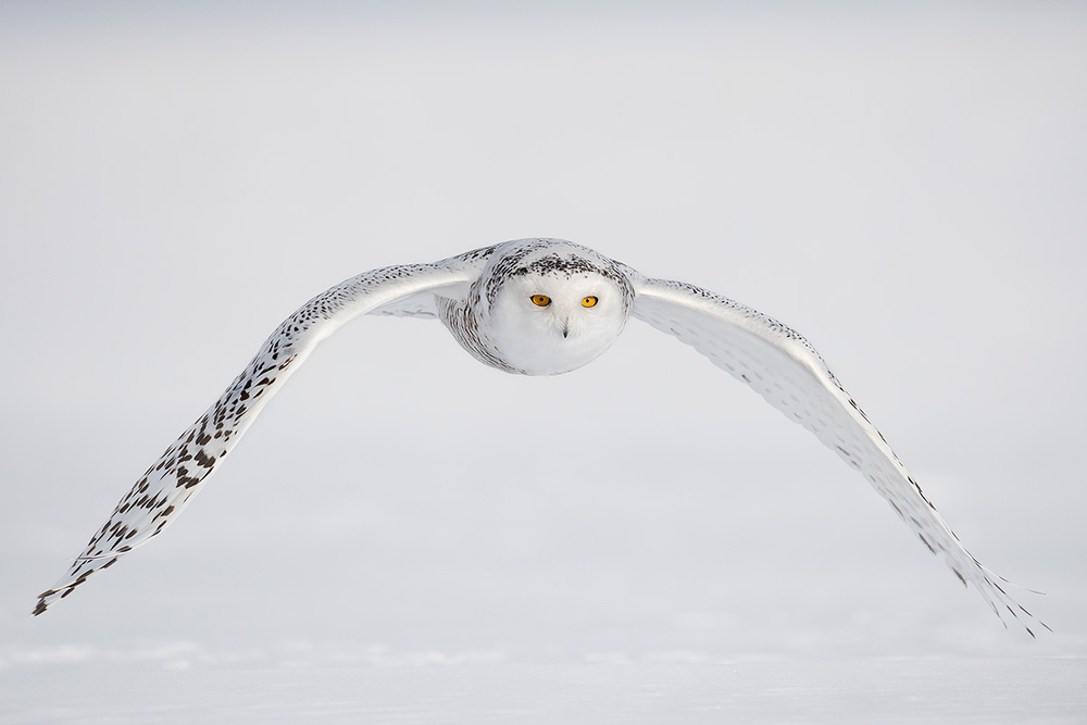 close-up von Marco Pozzi