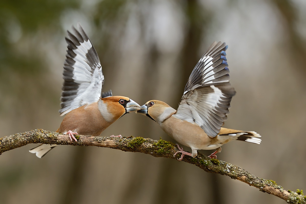 Couple ritual von Marco Pozzi