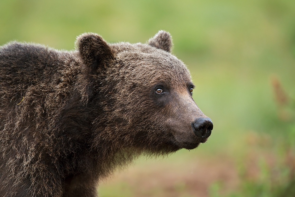 Paddington von Marco Pozzi