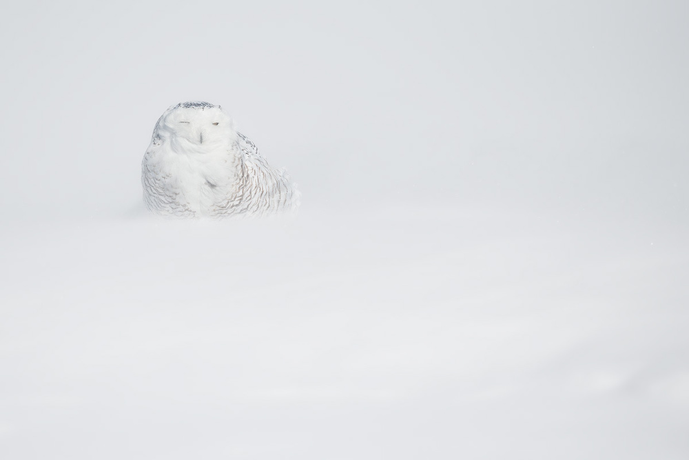 Predator in the storm von Marco Pozzi