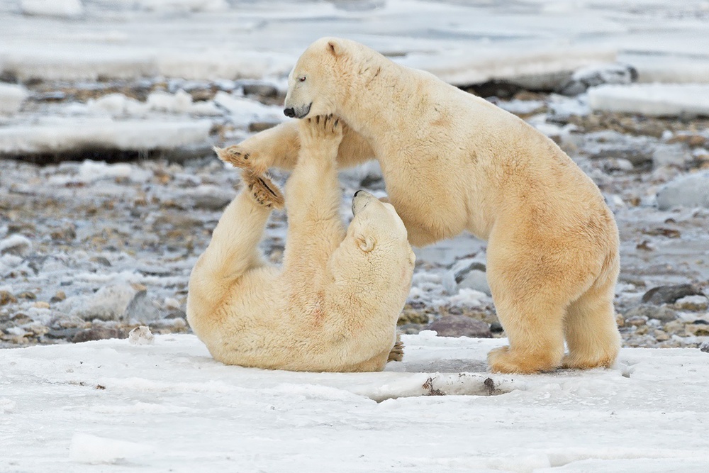 Wrestling von Marco Pozzi