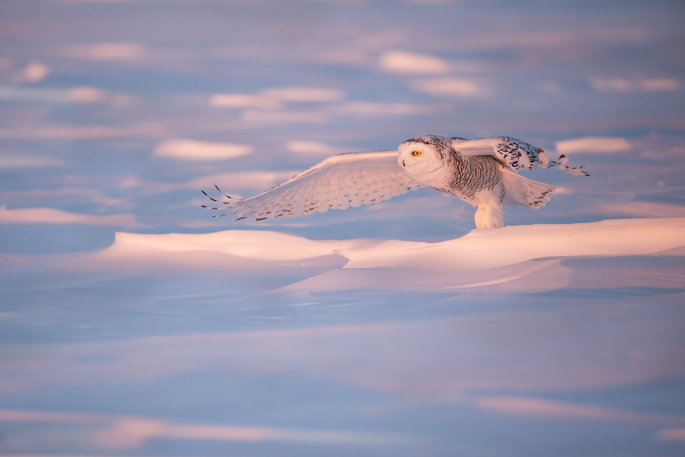 Pink Owl von Marco Pozzi