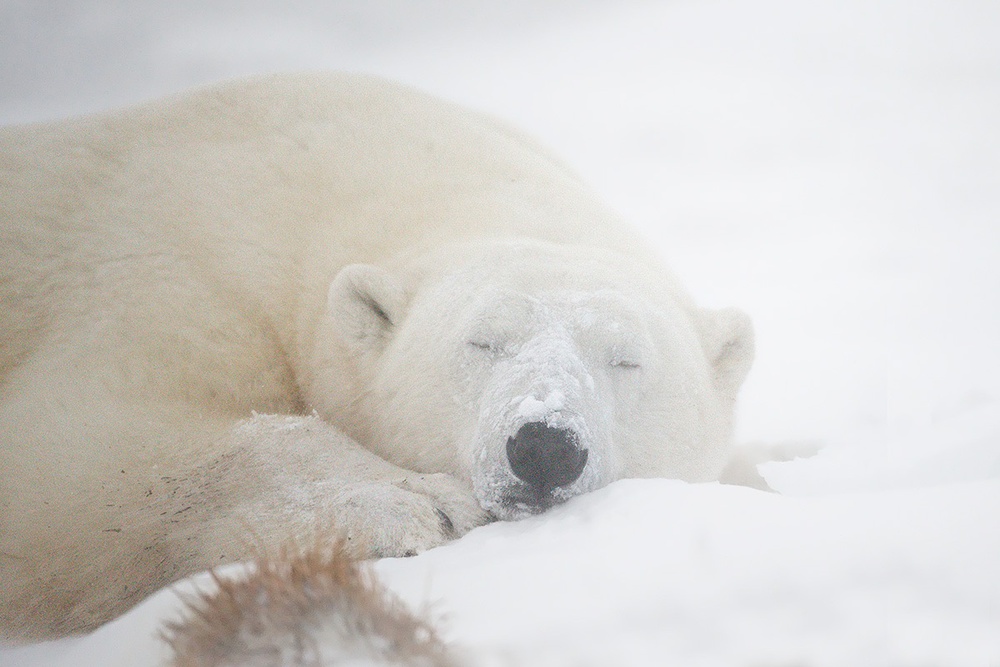 Sleeping von Marco Pozzi