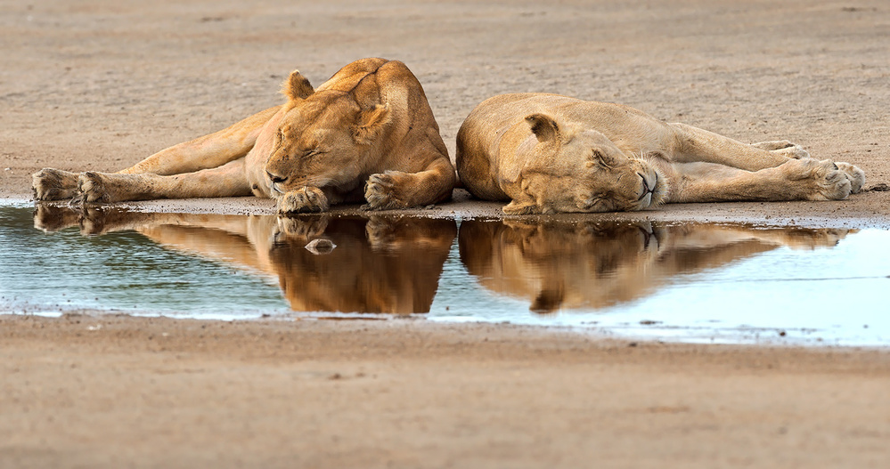 sleeping time in the bush von Marco Pozzi