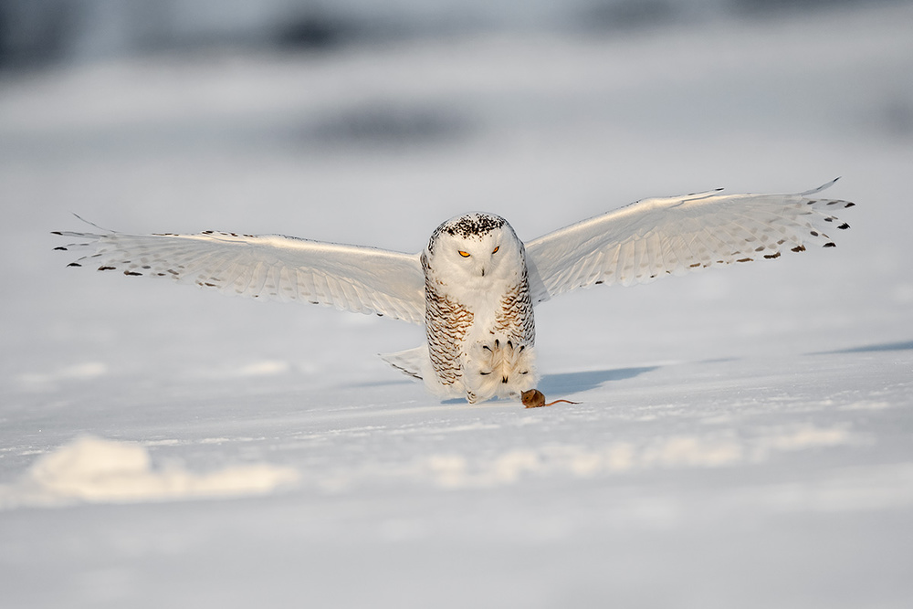 Grabbing the mouse von Marco Pozzi