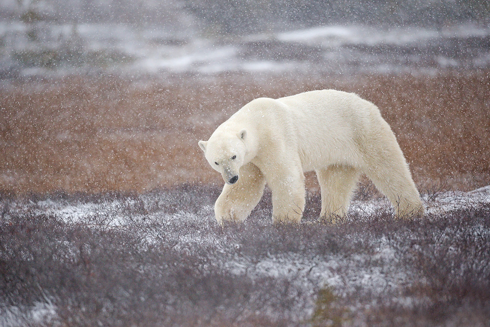 Snowfall von Marco Pozzi