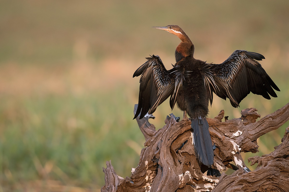 Black wings von Marco Pozzi