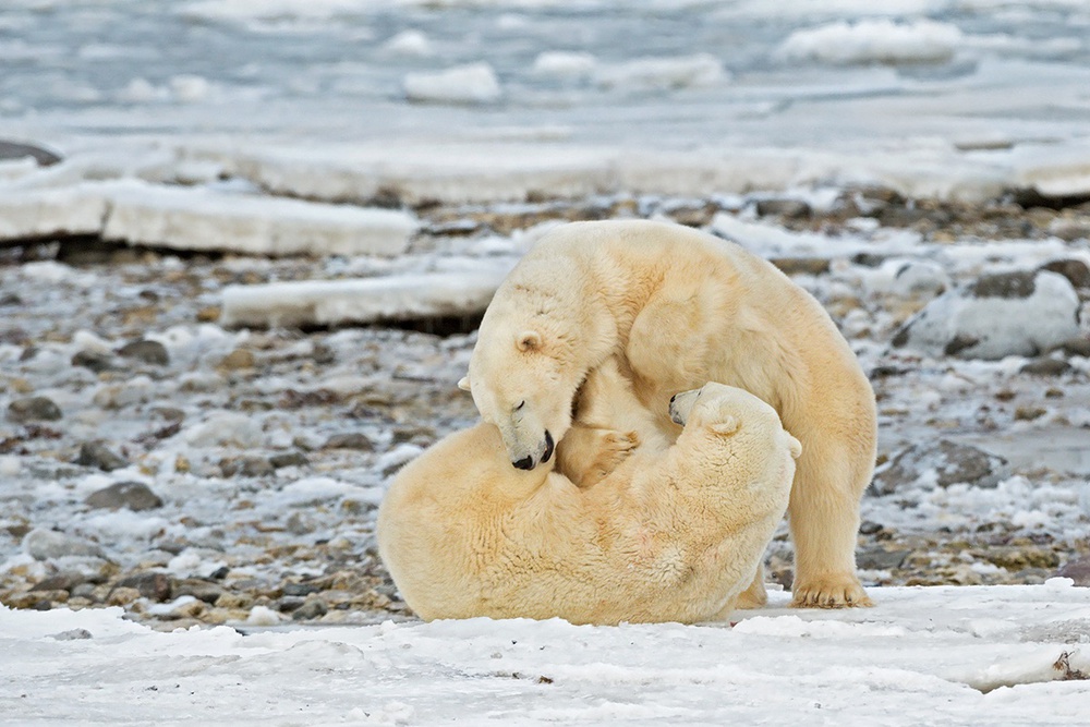 Playing on Ice von Marco Pozzi