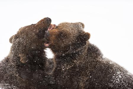 Under the snowfall