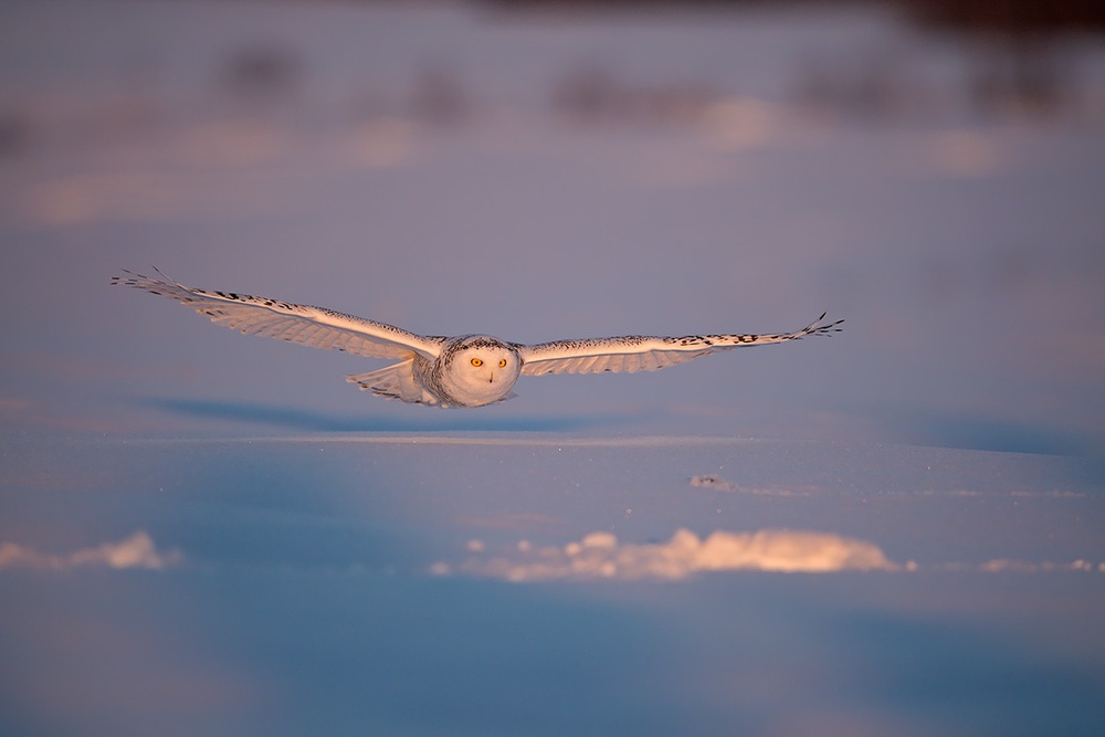 Flyby at dusk von Marco Pozzi