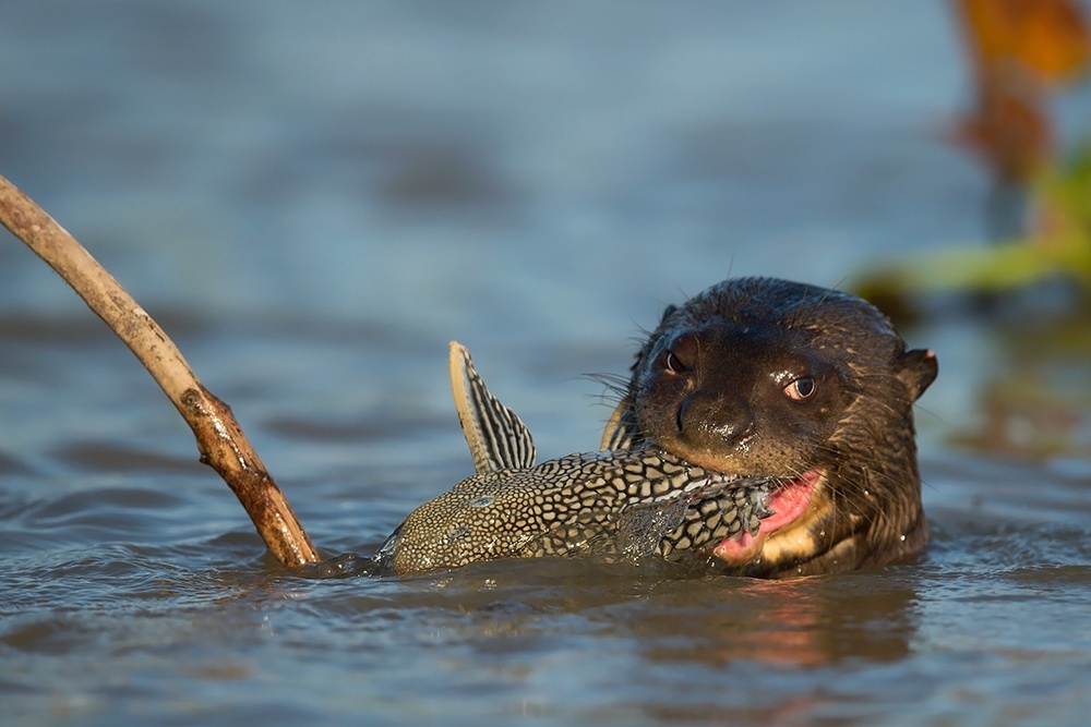 Catfish for lunch von Marco Pozzi