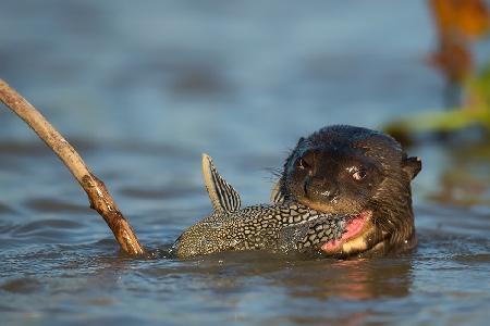 Catfish for lunch