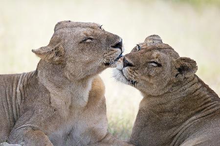 Wild tenderness