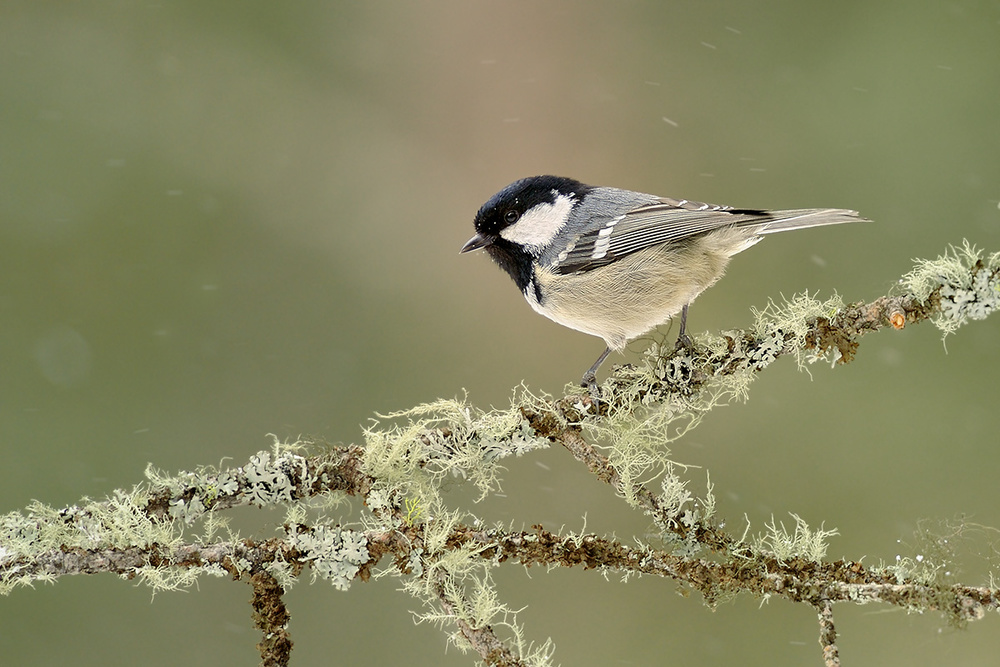 Winter coal tit von Marco Pozzi