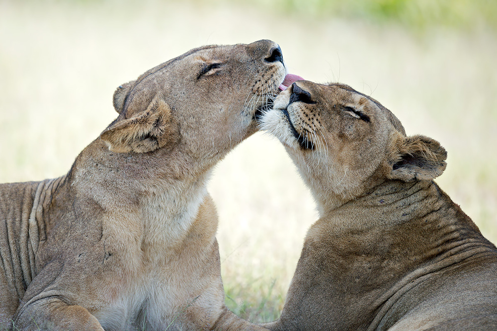 Tenderness von Marco Pozzi