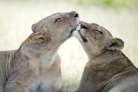 Tenderness