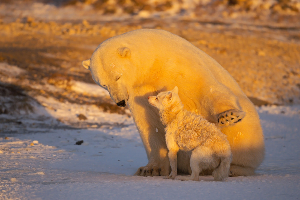 Twins von Marco Pozzi