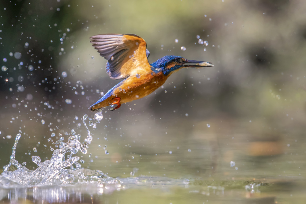 Fishing von Marco Redaelli