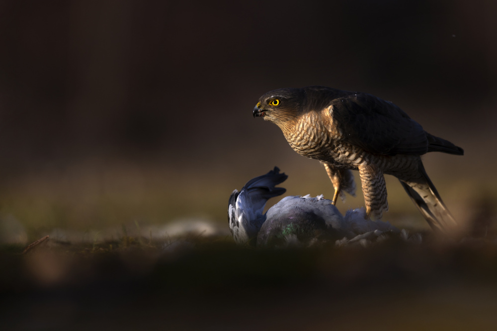 Eyes in the dark von Marco Redaelli