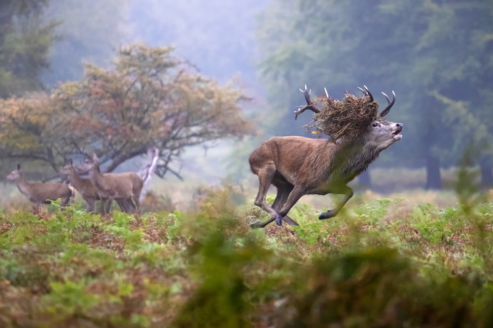 The race von Marco Redaelli