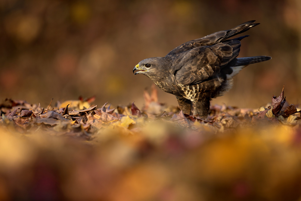 Stretching von Marco Redaelli