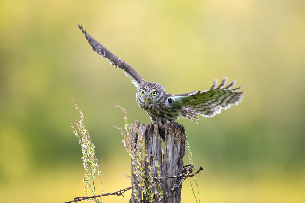 The equilibrist von Marco Redaelli