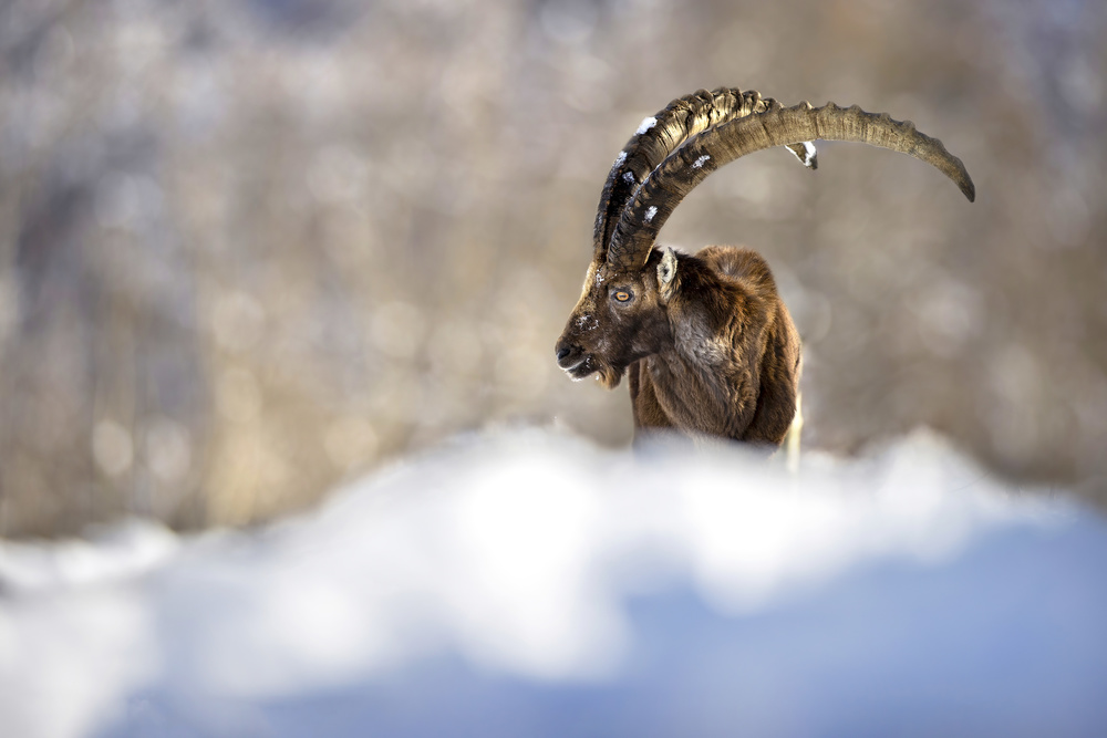 The king of the mountain von Marco Redaelli