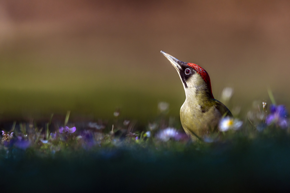 The lady woodpecker in the sun von Marco Redaelli