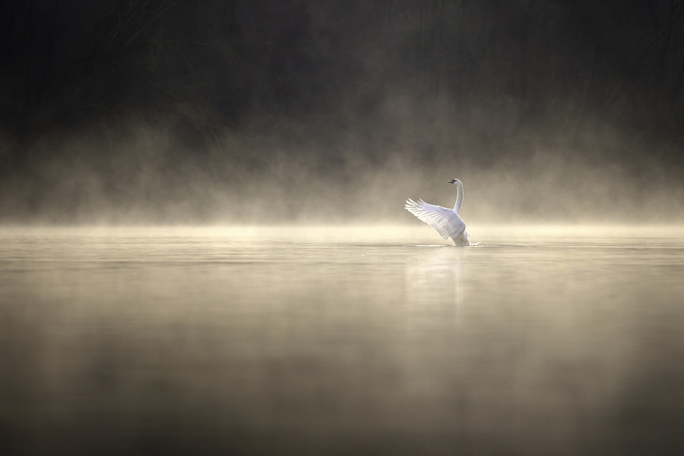 The conductor von Marco Redaelli