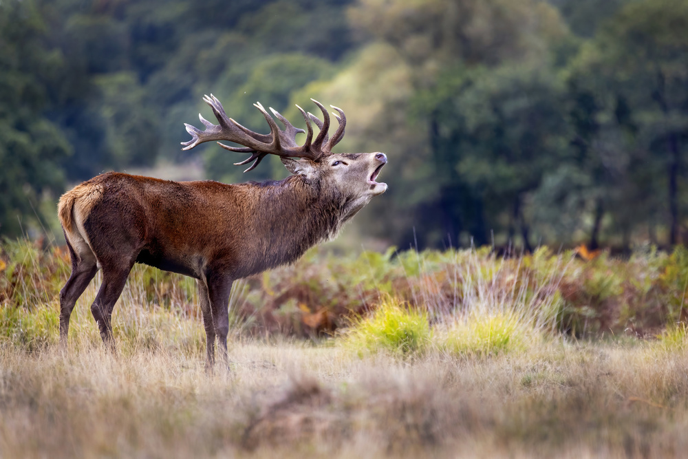 The scream of the deer von Marco Redaelli