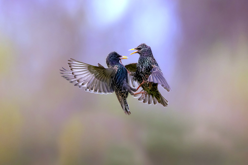 The dance of the starlings von Marco Redaelli