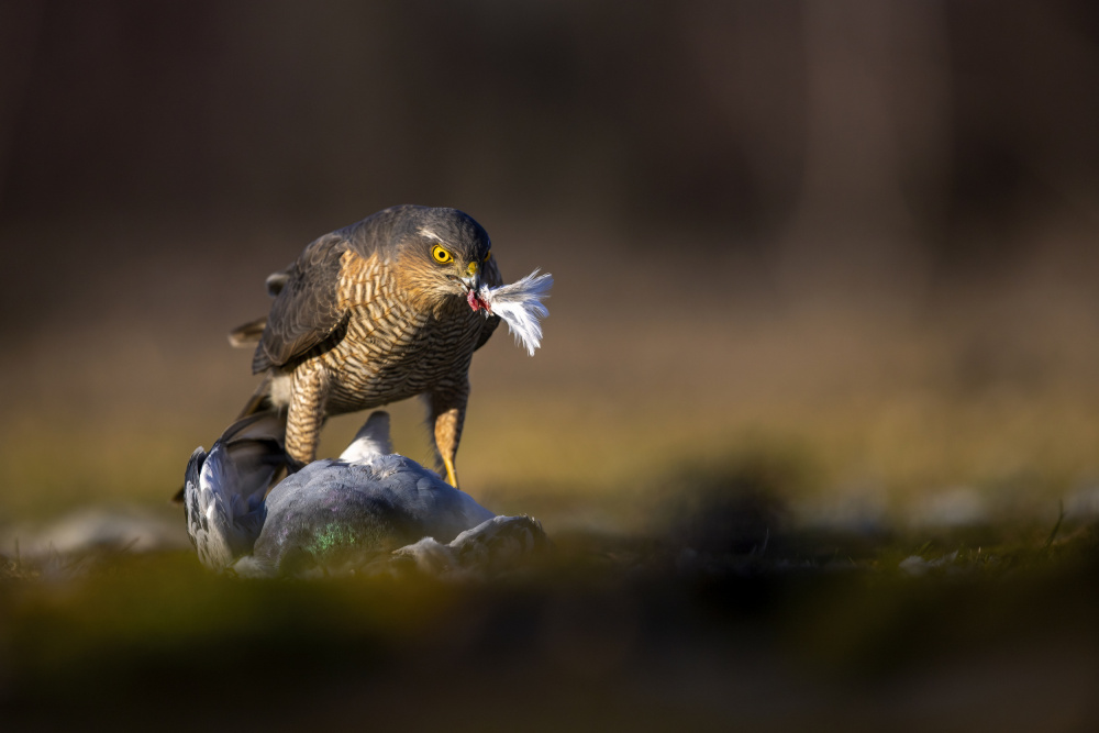 The feather von Marco Redaelli