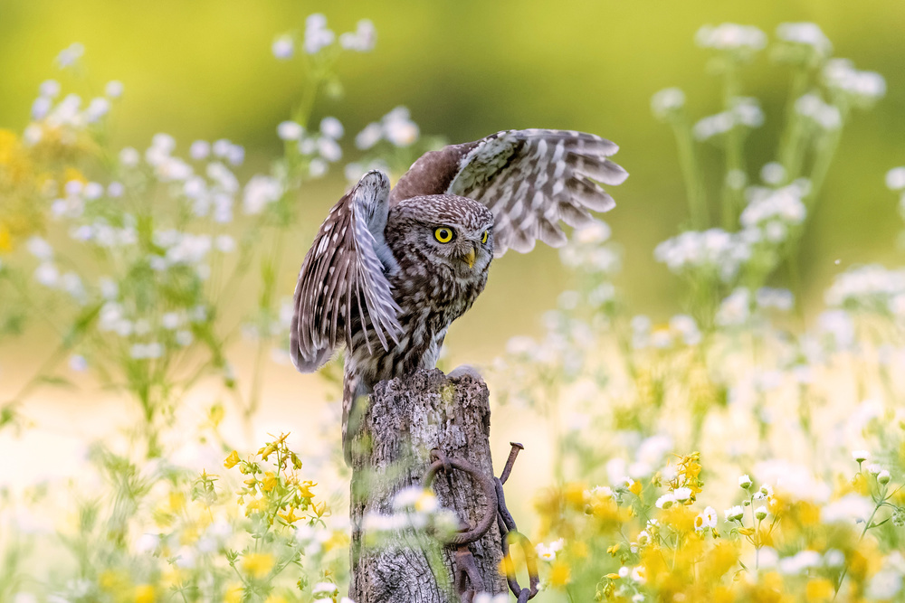 A ghost among the flowers von Marco Redaelli