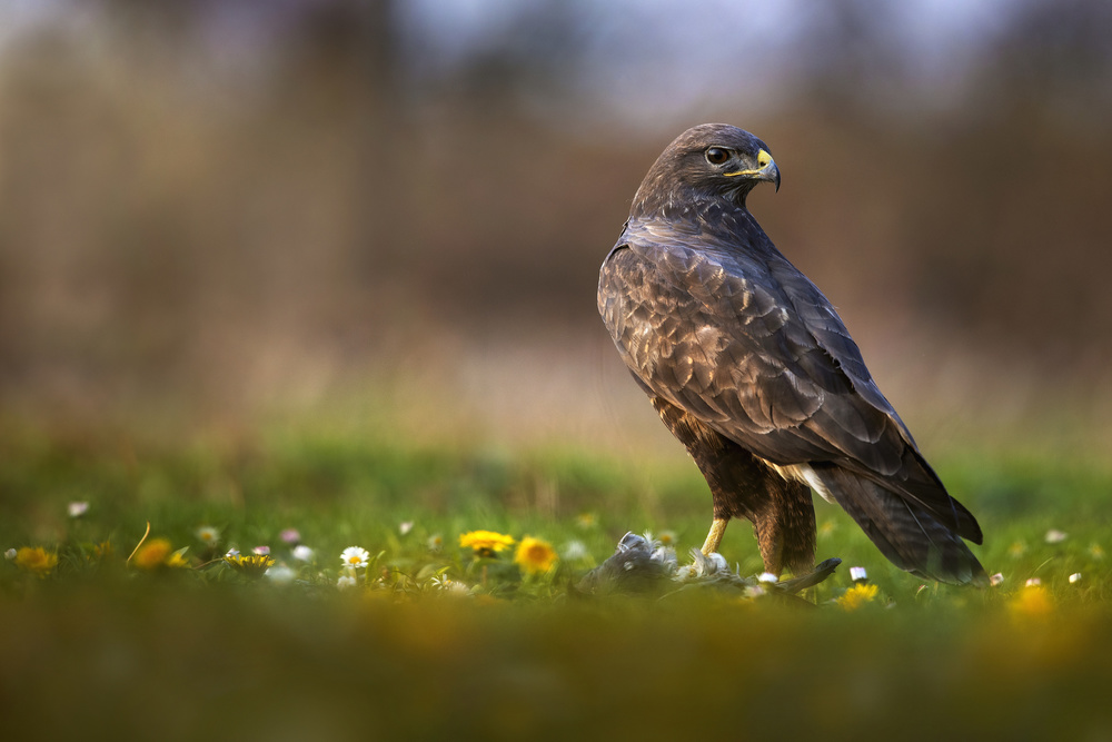 Its spring time von Marco Redaelli