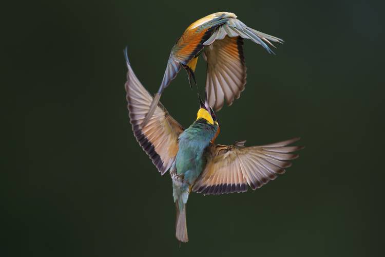 Fight Between Rainbows von Marco Redaelli