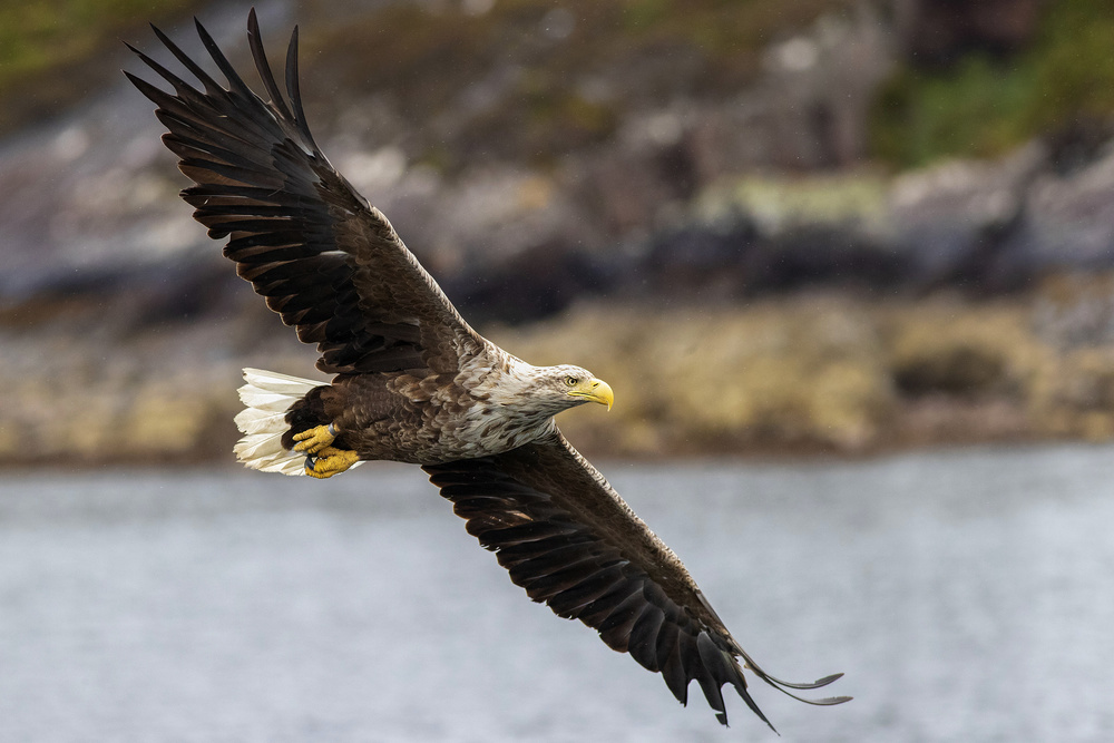 Fly eagle fly von Marco Redaelli