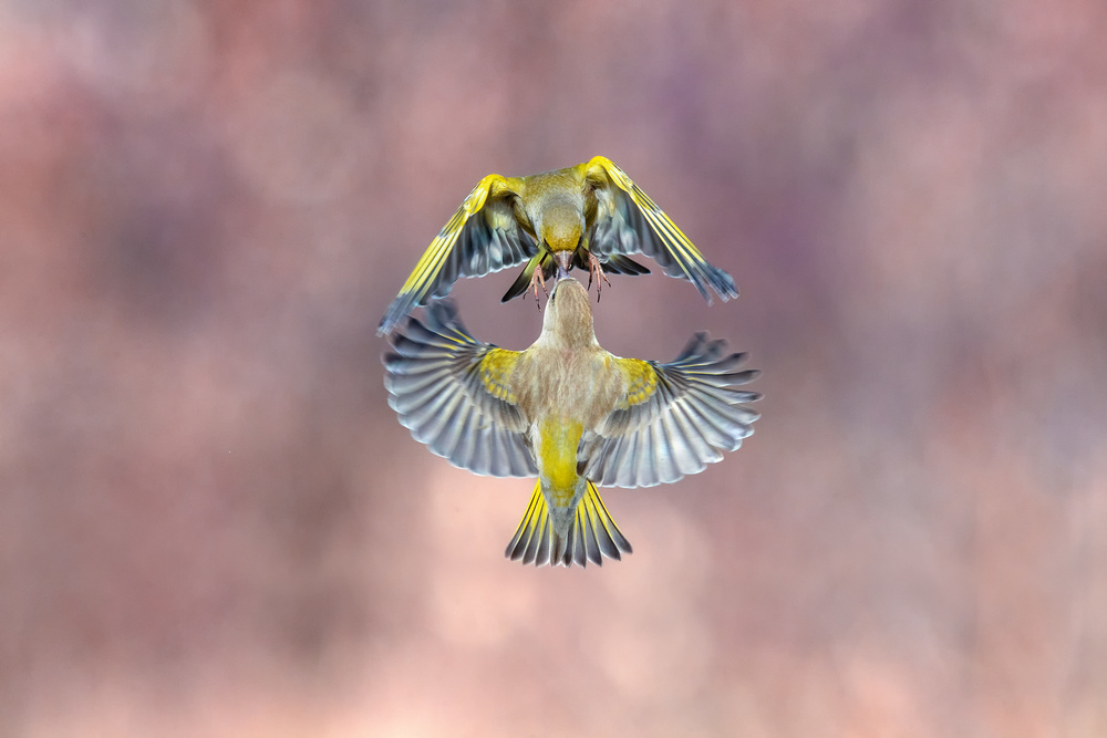 Wings &amp; beak von Marco Redaelli