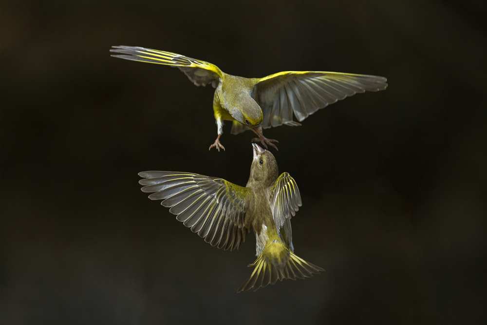 Flying attack! von Marco Redaelli