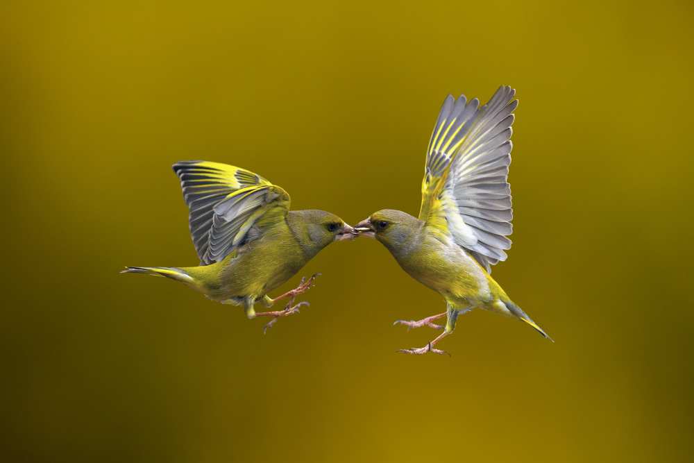 Flying Kiss von Marco Redaelli