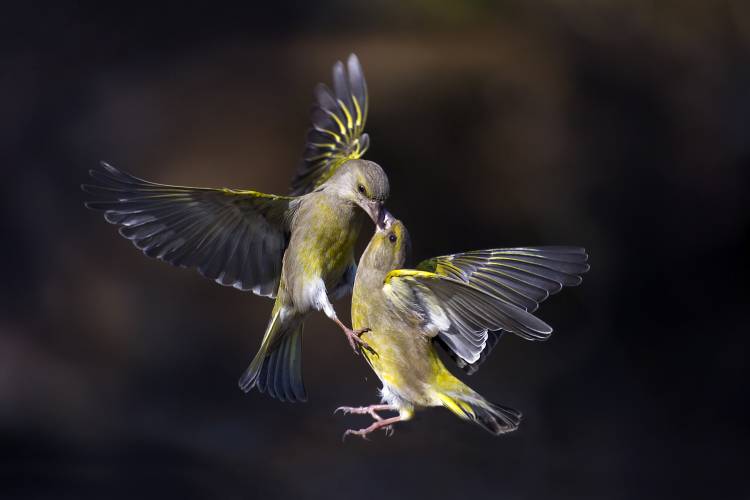 Flying Kiss 11 von Marco Redaelli