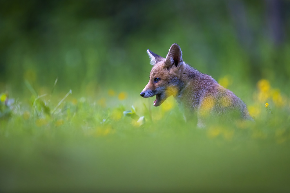 Yawn von Marco Redaelli