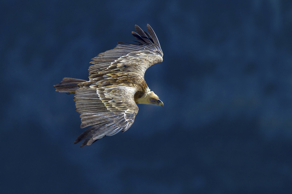 Vulture in blu von Marco Redaelli