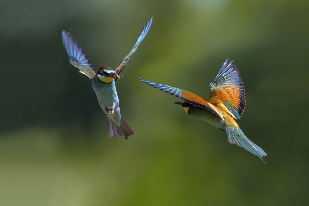 Hands up! von Marco Redaelli